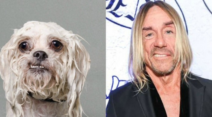 Perros y celebridades ¡idénticas!