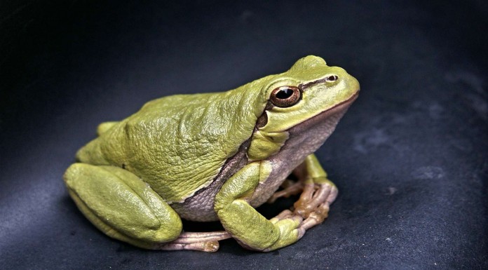 Una rana ¡que no soporta que la toquen!