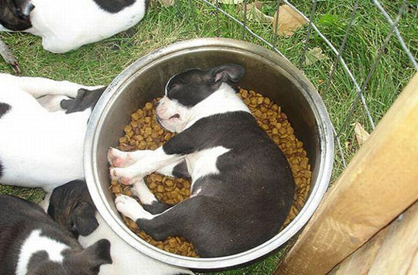 cachorros-perro-durmiendo-6