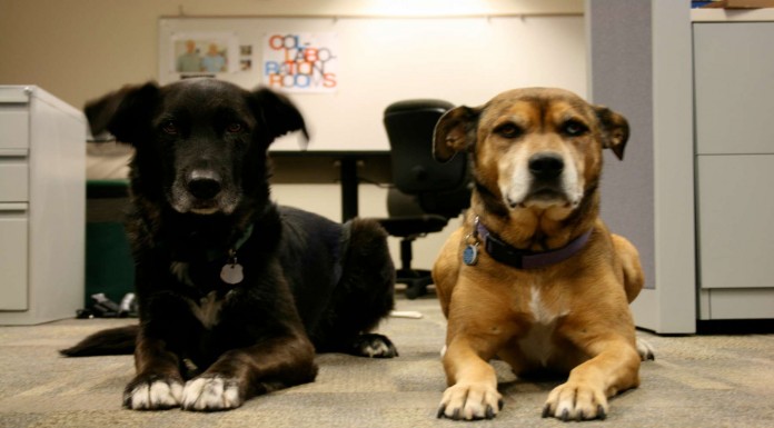 El día de ¡lleva a tu perro al trabajo! (Parte II)