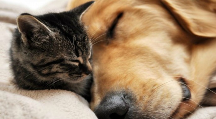 ¡Crecer juntos! La tierna evolución de un gato junto a su mejor amigo ¡ADORABLES!