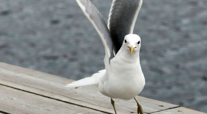 Esta gaviota ¡es una experta bailarina!