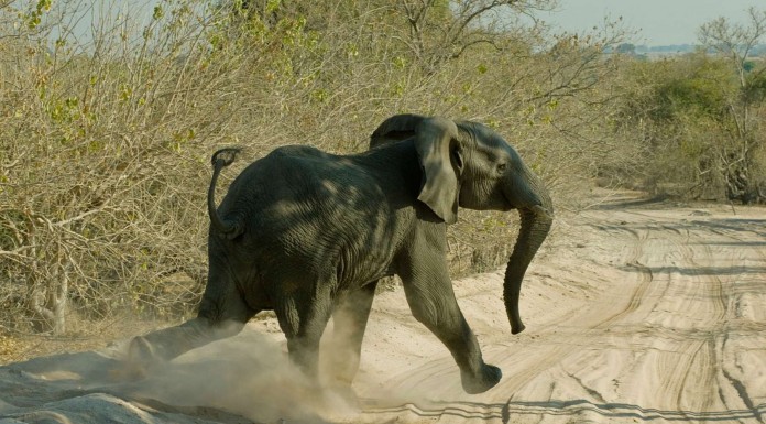 Este bebé elefante ¡derrocha ternura!
