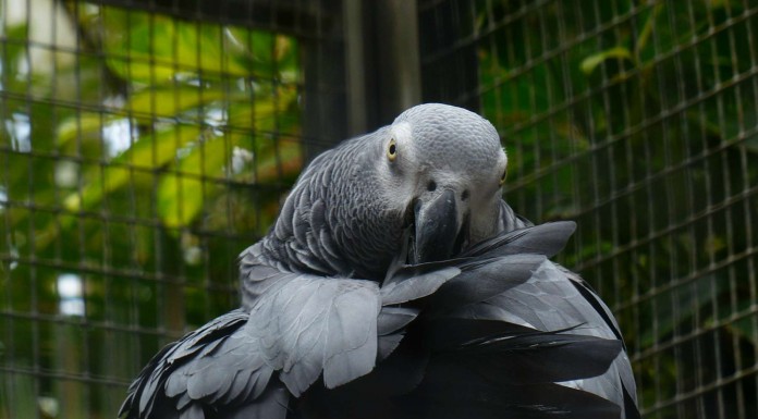 Este perro y este loro mantienen ¡una conversación!