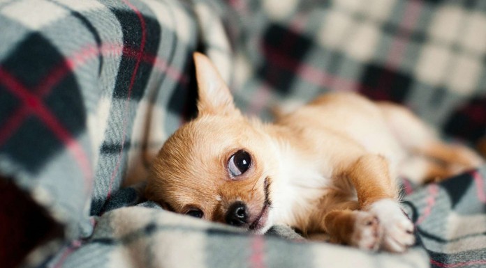 Estos animales ¡pretenden dar mucho miedo!