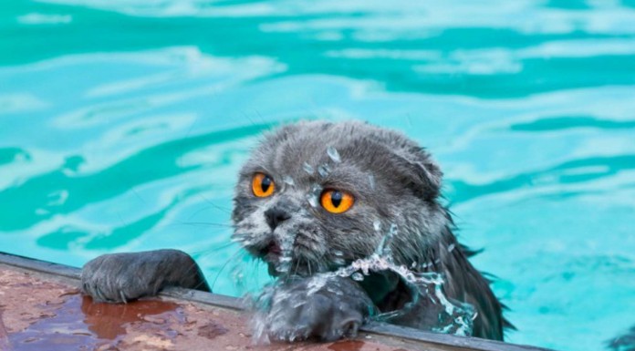 Estos gatos ¡adoran bañarse! (Parte I)