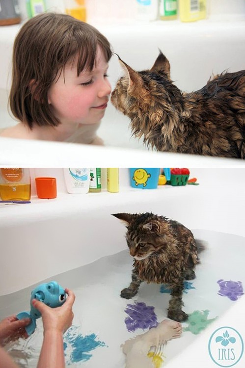 Gatos-que-aman-bañarse-20-499x750