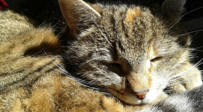 Estos gatos son todos unos expertos ¡en camuflarse!