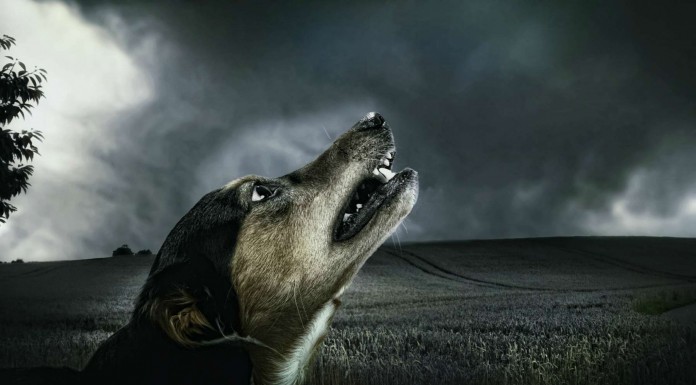 Juega con su perrito ¡aullando como un lobo!