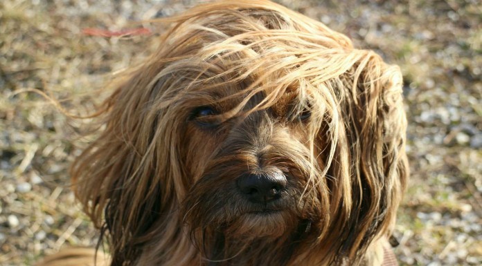 Perros con unos cortes de pelo ¡espantosos!