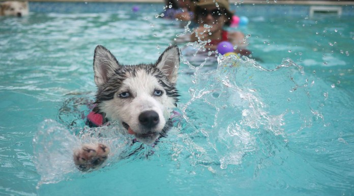 Te morirás de la risa con estos perros ¡nadando en la piscina!