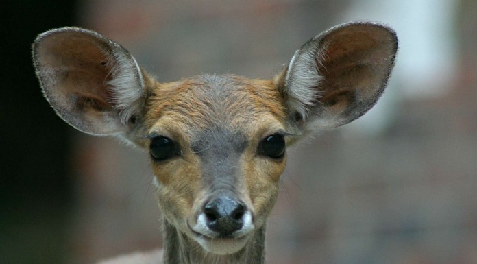 Un ciervo se tropezó con un perro ¡no te pierdas lo qué pasó!