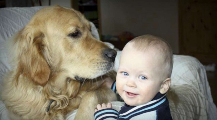 Este perro es mejor ¡que cualquier niñera!