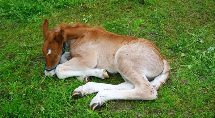 Este caballo pequeñito persigue ¡a su amigo humano!