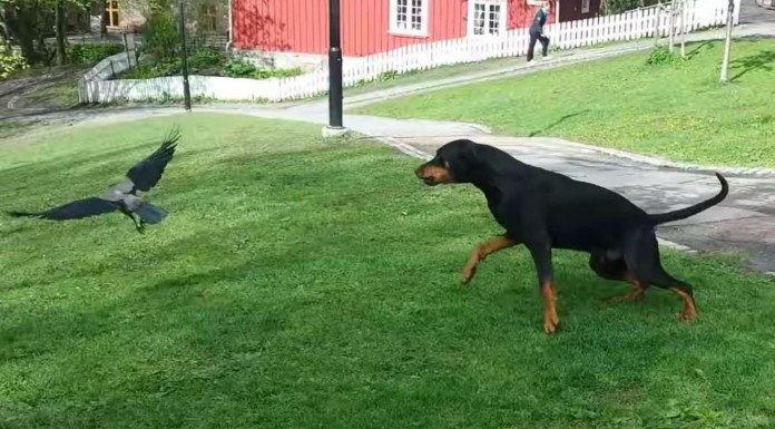 Este cuervo bromea ¡con un perro!