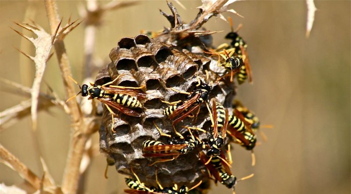 Esta no es la mejor manera de descubrir ¡un avispero!