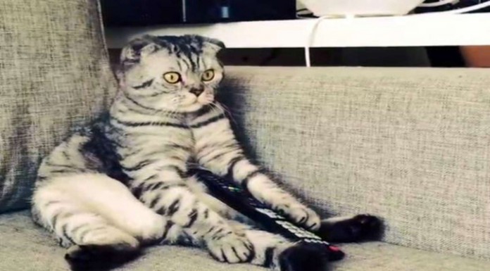 Este gato y ¡su curiosa forma de sentarse!