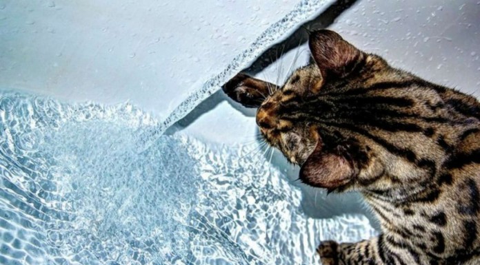 Estos gatos ¡adoran bañarse! (Parte II)