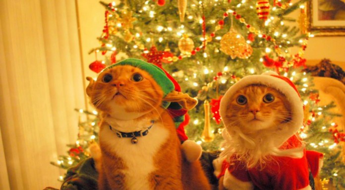 Gestos de gatos ¡divertidísimos! (Parte I)