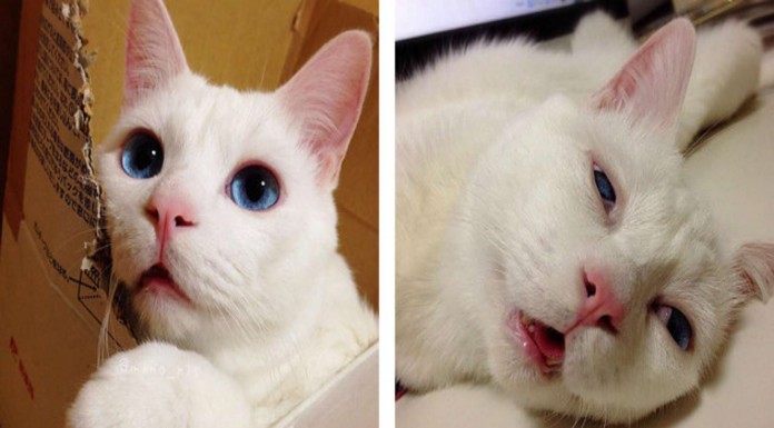 Gestos de gatos ¡divertidísimos! (Parte III)