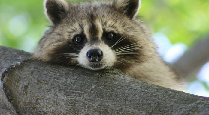 Este mapache se reencuentra con sus amigos ¡que son perros!