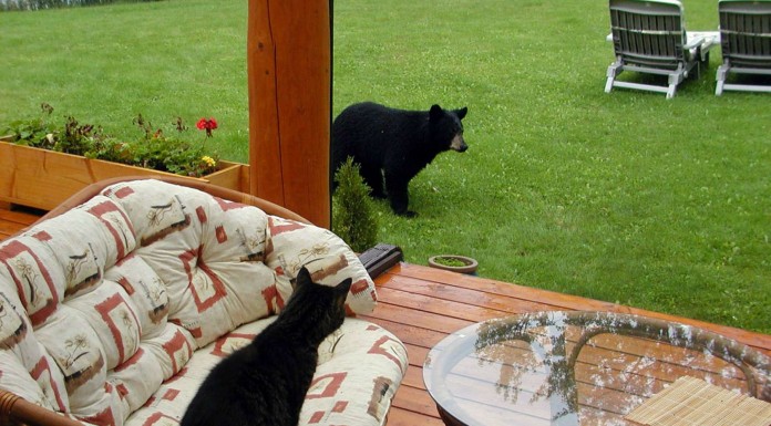 Este gato ¡defiende su casa de un oso!