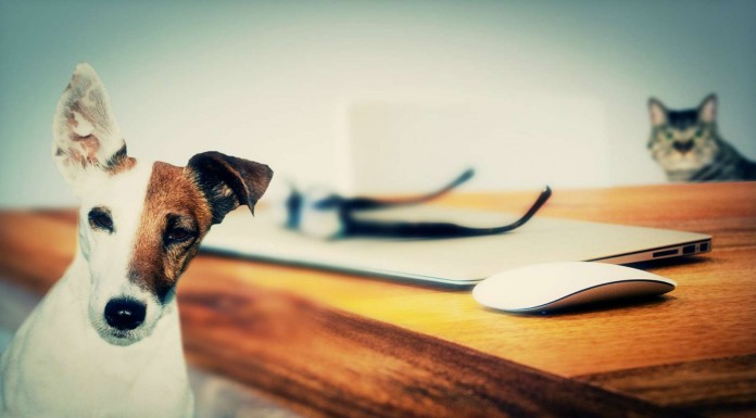 Mira como este gato y este perro ¡se hacen amigos!