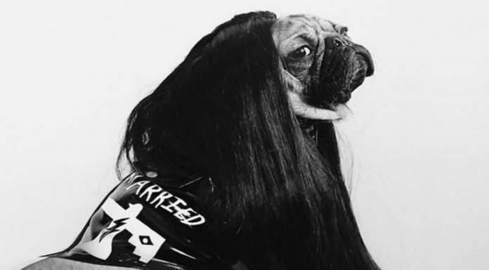 Este pug imita ¡a Kim Kardashian!