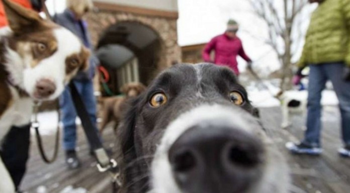 Selfies perrunos ¡INCREÍBLES! (Parte I)