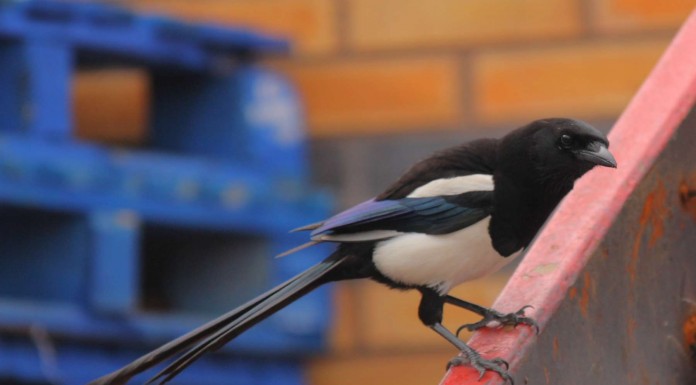 ¿Una urraca o una niña?