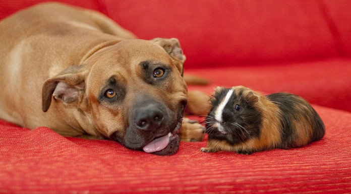 Animales muy diferentes son ¡grandes amigos!