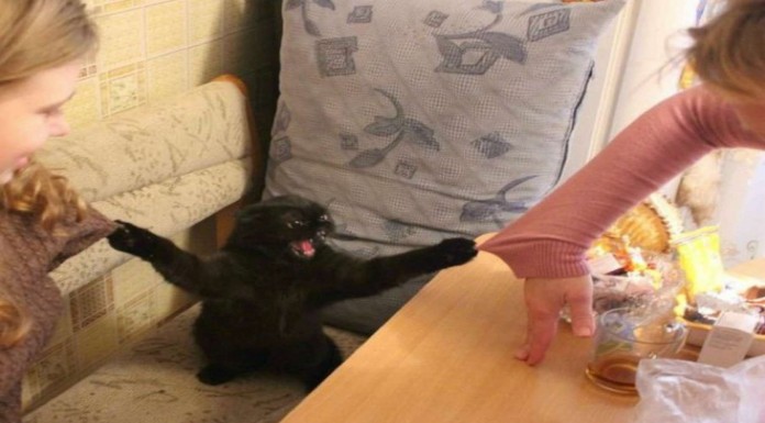 Animales muy maleducados (Parte I)