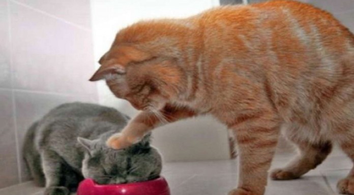 Animales muy maleducados (Parte II)