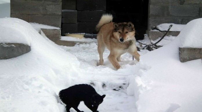 Animales que son ¡muy groseros!