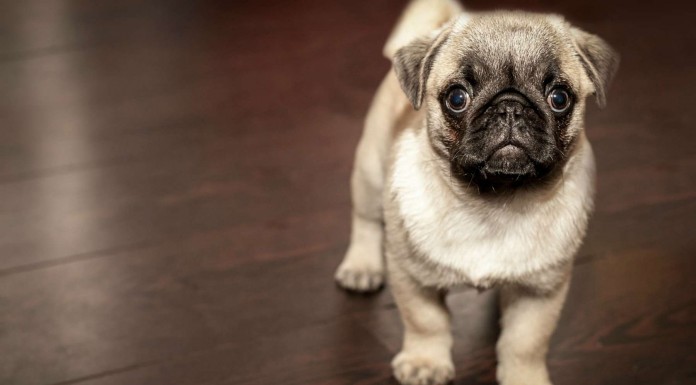 Cachorros vs escaleras