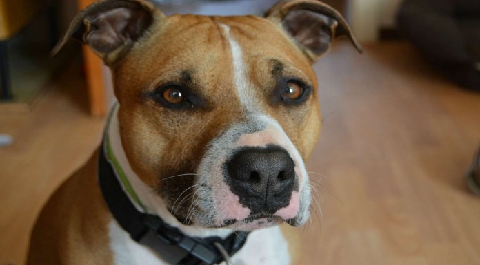 Esta Pitbull hace algo increíble antes de comer