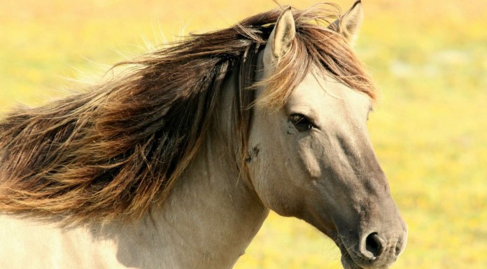 Este caballo hace algo ¡muy divertido!