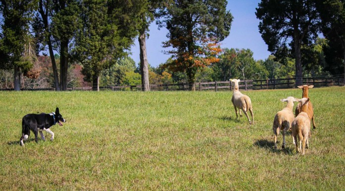 Este cachorrito también quiere ¡controlar al rebaño!