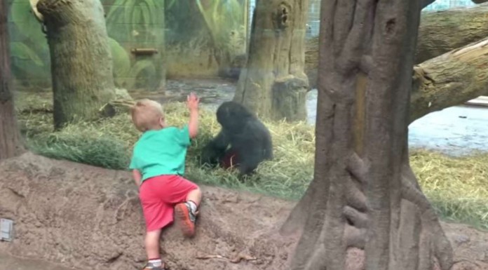 Este gorila y este niño ¡juegan al escondite!