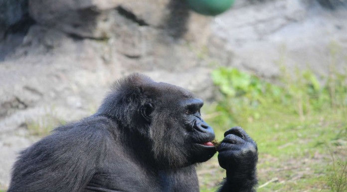 Este gorila ¡quiere ver sus fotos!