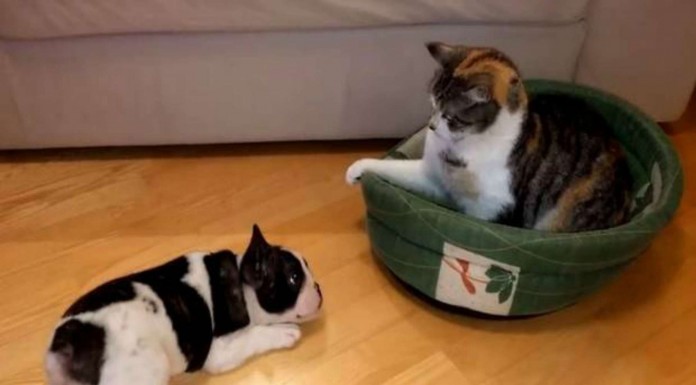 Este perrito reclama su cama que es ocupada ¡por un gato!