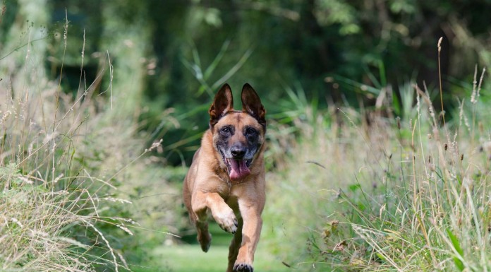 Este perro saltando ¡te pondrá de muy buen humor!