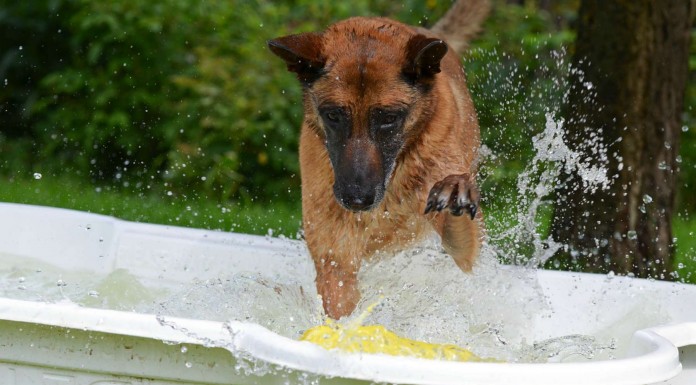 Este perro ¡no puede esperar a la piscina!