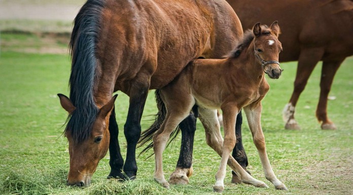 Este potrillo es ayudado ¡por su madre!