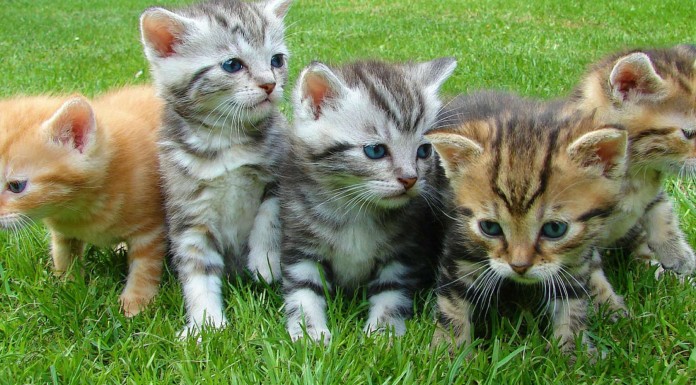 Estos gatitos disfrutan con una ¡pelota de hielo!