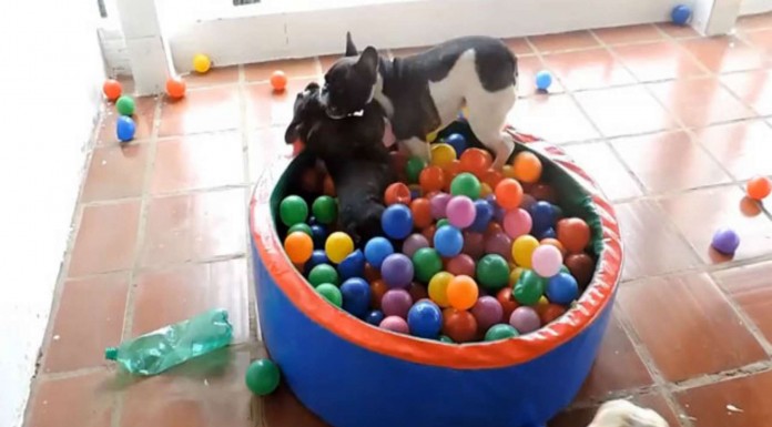 La reacción de este perro en una piscina de bolas ¡no tiene precio!