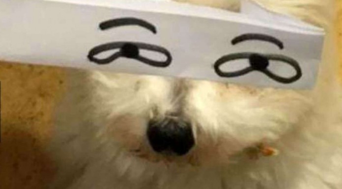 Mascotas con ojos divertidos (Parte II)