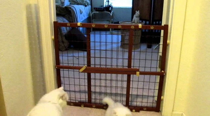 Mira cómo esta mamá vela por su gatito