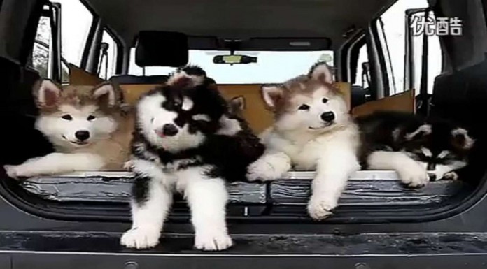 No te pierdas la reacción de estos perritos cuando escuchan ¡una canción!