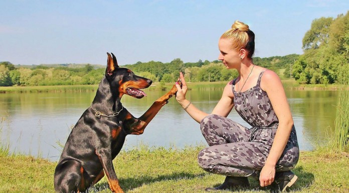 Perros y gatos ¡muy poco cariñosos!